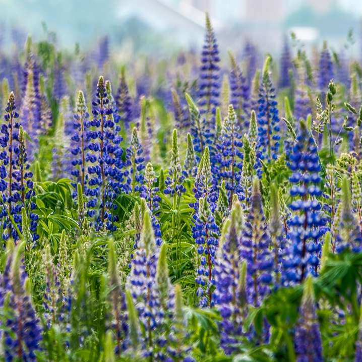 purple flower field during daytime sliding puzzle online