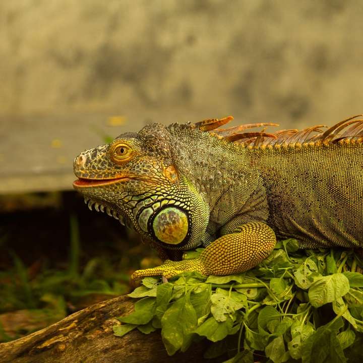 коричневый и серый бородатый дракон на зеленых листьях онлайн-пазл