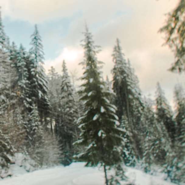 zasněžené borovice pod zamračenou oblohou během dne online puzzle