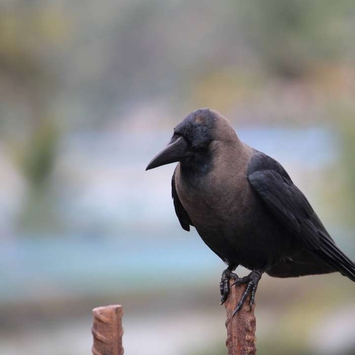 zwarte vogel op bruine boomtak overdag schuifpuzzel online