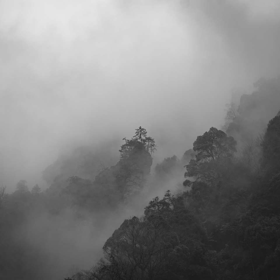 arbres verts couverts de brouillard puzzle coulissant en ligne
