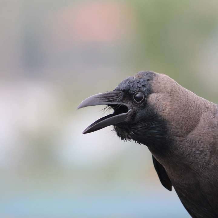 pássaro preto em fotografia de perto puzzle online