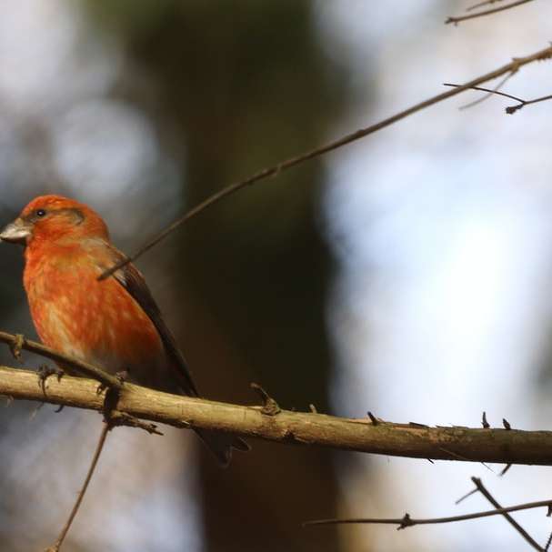röd kardinal uppflugen på brun trädgren Pussel online