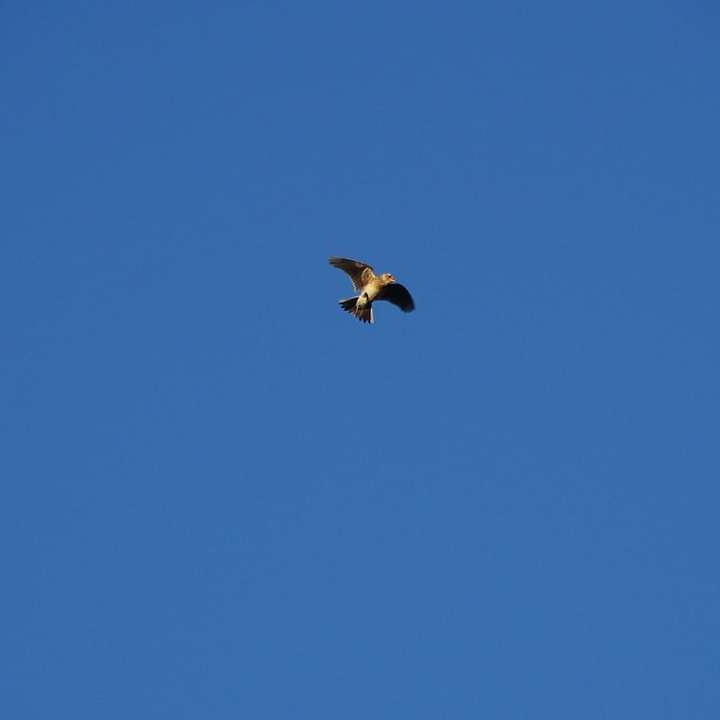 昼間に青い空の下を飛んでいる黒い鳥 スライディングパズル・オンライン