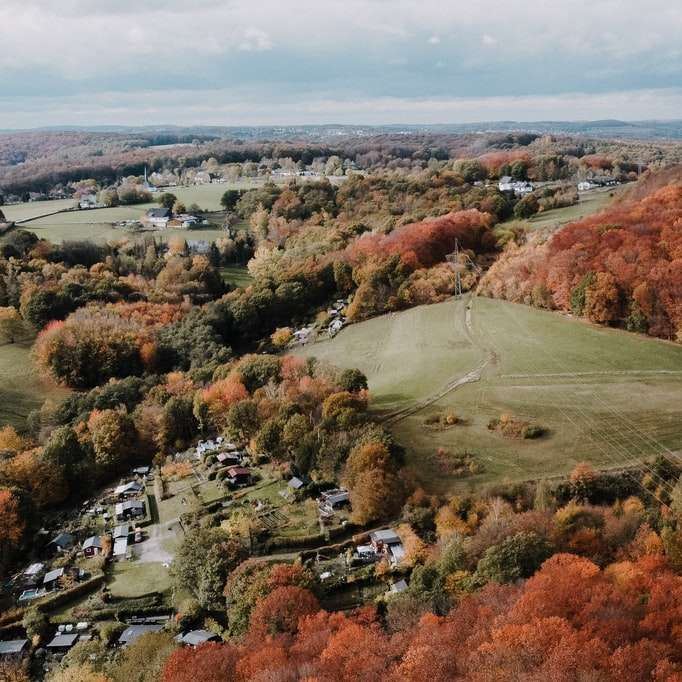 a légi felvétel a zöld és barna fák és a zöld fű mező online puzzle