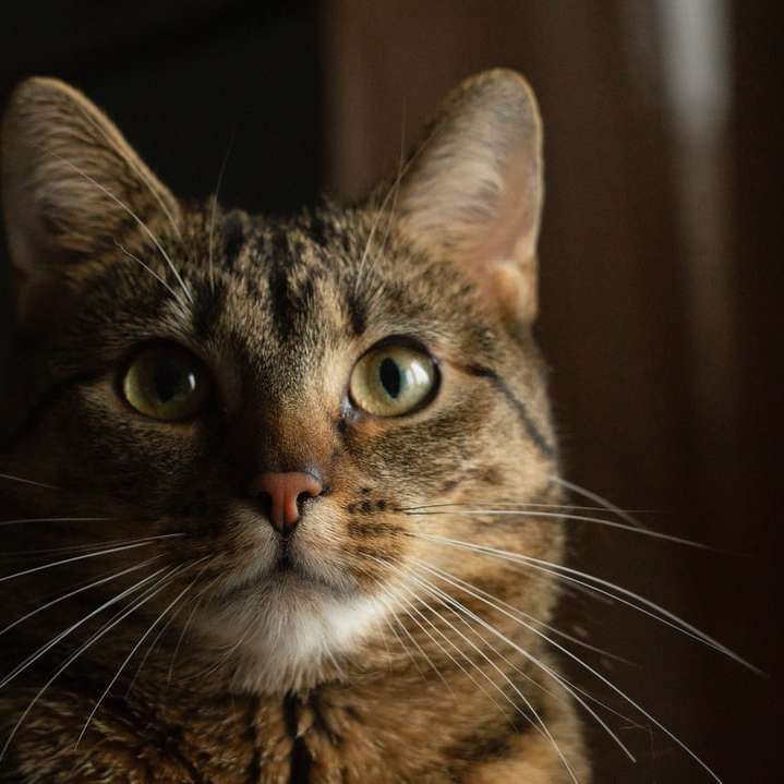 καφέ τιγρέ γάτα σε στενή επάνω φωτογραφία συρόμενο παζλ online