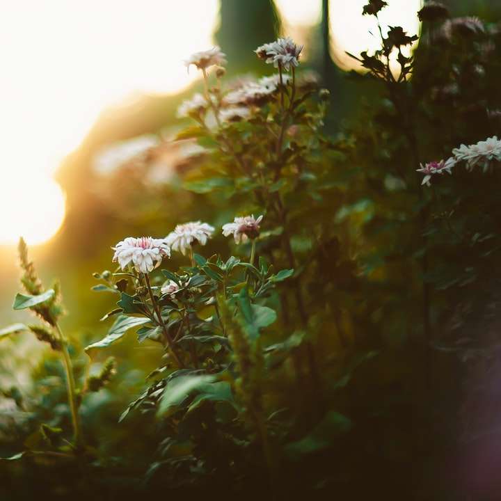 grön växt med vita blommor Pussel online