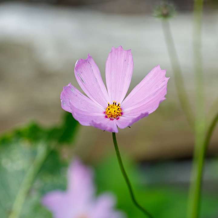 purpurowy kwiat w soczewce tilt shift puzzle przesuwne online