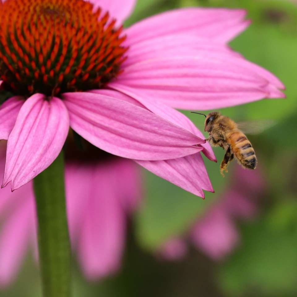 honungsbin uppflugen på lila blomma i närbildfotografering Pussel online
