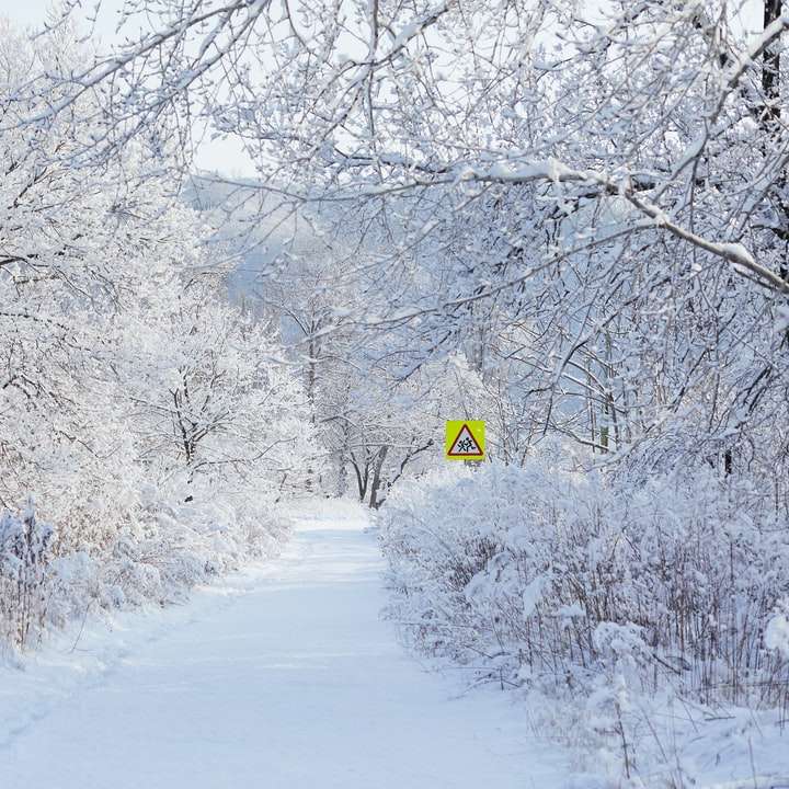 strada coperta di neve tra gli alberi durante il giorno puzzle scorrevole online