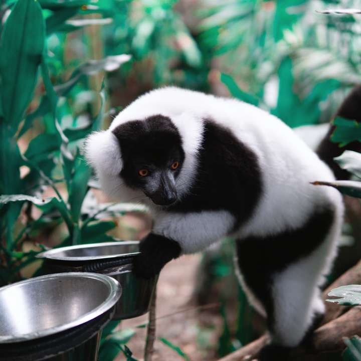 panda albă și neagră pe găleată din oțel inoxidabil puzzle online