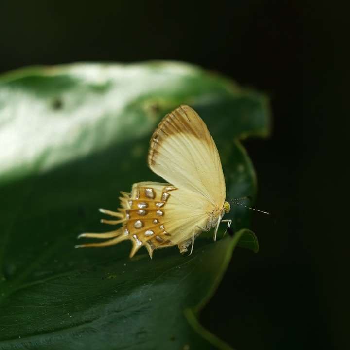 gul fjäril uppflugen på grönt blad Pussel online