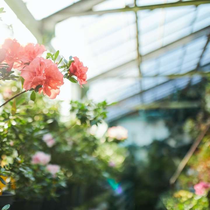 różowe kwiaty z zielonymi liśćmi puzzle przesuwne online