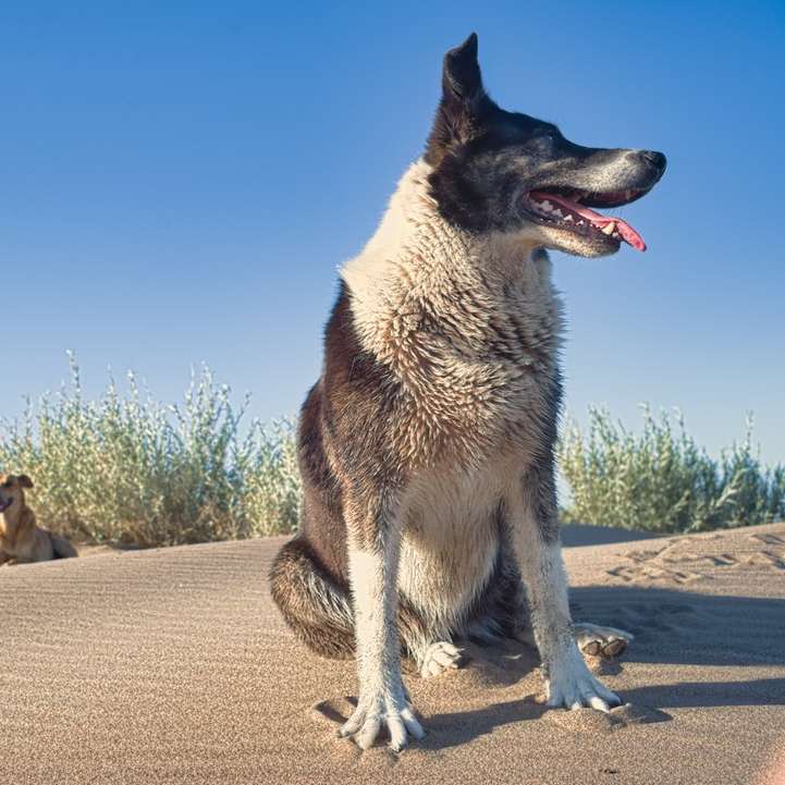 茶色の砂の上に座っている白と黒の短いコーティングされた犬 スライディングパズル・オンライン