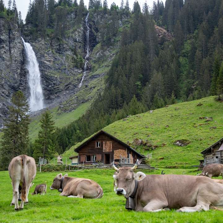 Troupeau de vaches brunes sur champ d'herbe verte puzzle en ligne