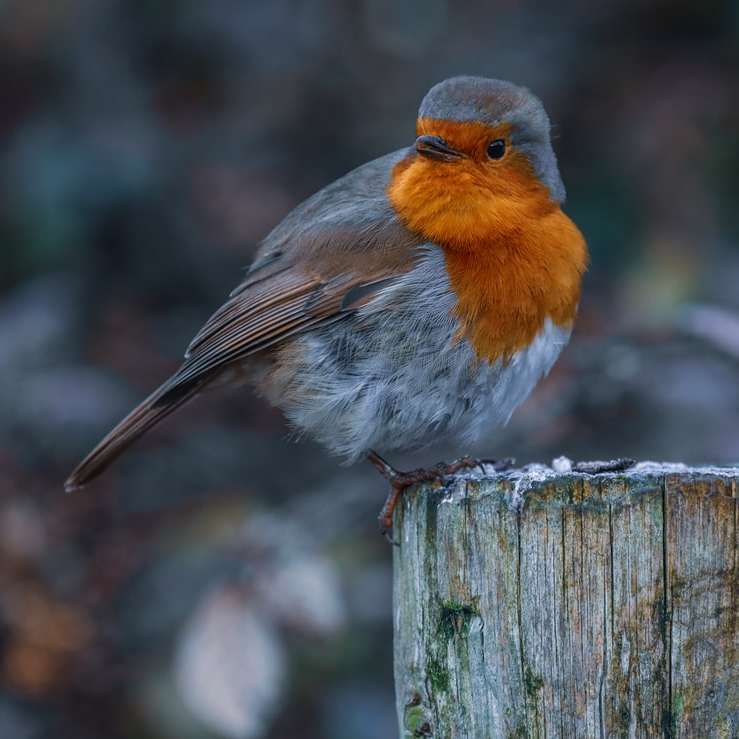бяла оранжева и сива птица върху кафява дървена ограда онлайн пъзел