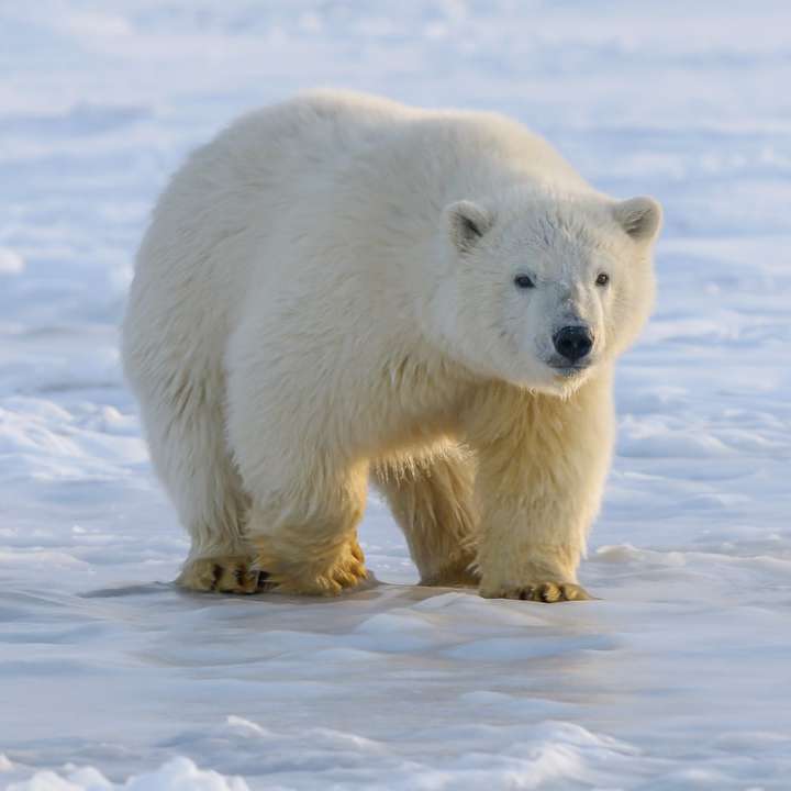 urs polar pe teren acoperit de zăpadă în timpul zilei alunecare puzzle online