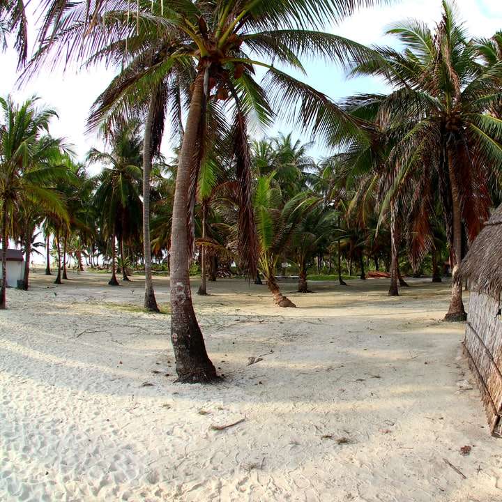 brun kokosnötpalm på stranden under dagtid Pussel online