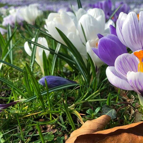 lila krokusblommor blommar under dagtid Pussel online