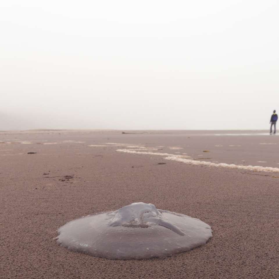 fekete kabátos ember, séta a barna homokos strandon csúszó puzzle online