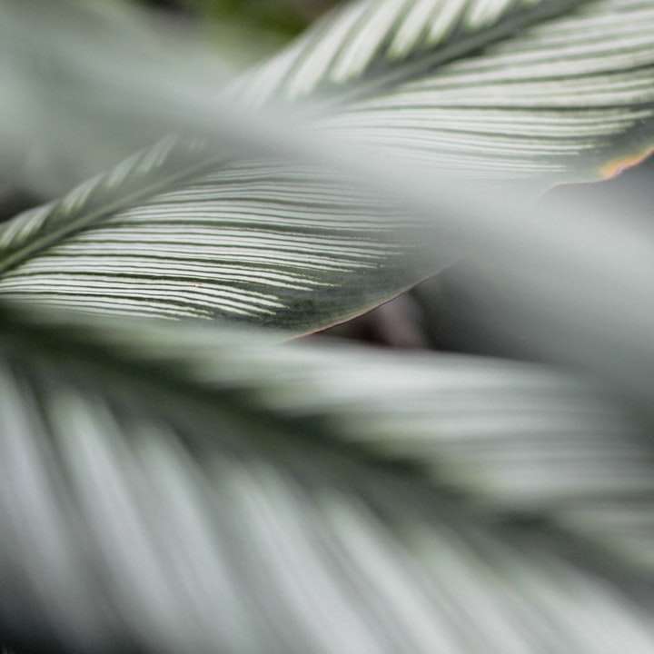 grönt blad i närbildfotografering glidande pussel online