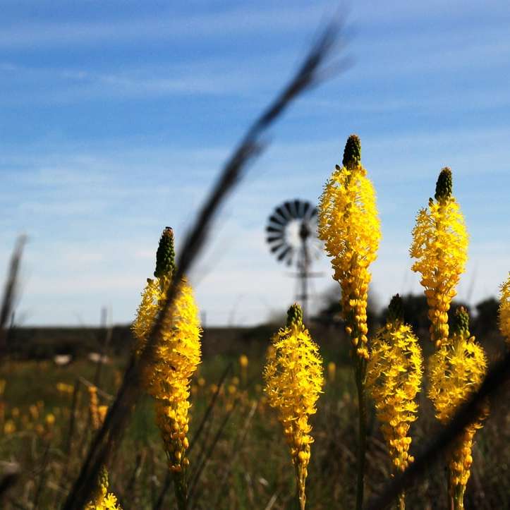 fiori gialli sotto il cielo blu durante il giorno puzzle scorrevole online