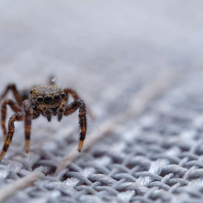 καφέ αράχνη στο λευκό χιόνι συρόμενο παζλ online