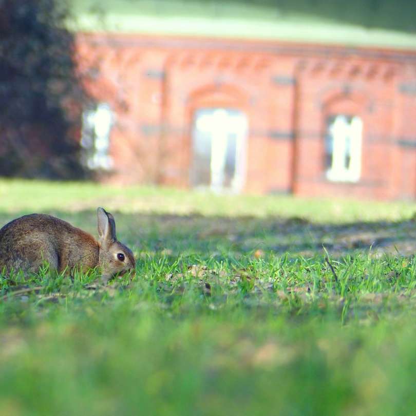 coniglio marrone sul campo di erba verde durante il giorno puzzle scorrevole online