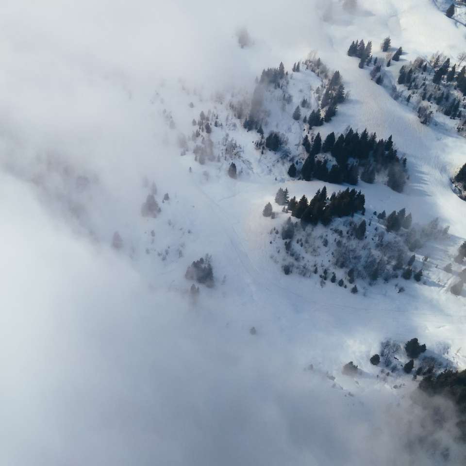 заснежени борови дървета под бели облаци онлайн пъзел