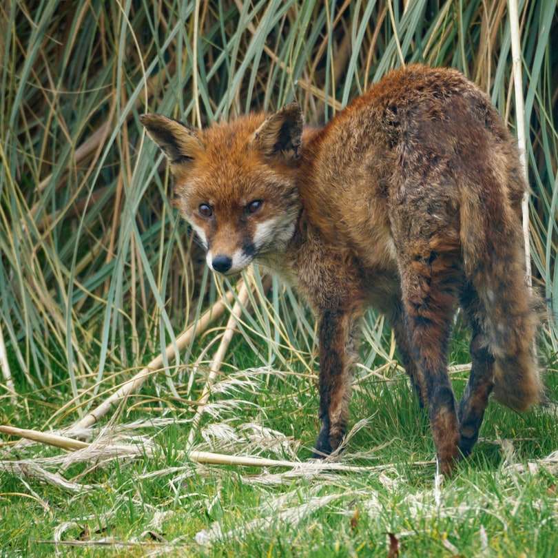 brązowy lis na zielonej trawie w ciągu dnia puzzle przesuwne online