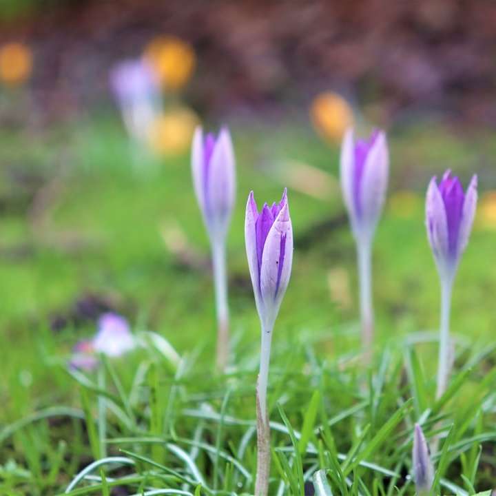 paarse krokusbloemen bloeien overdag online puzzel