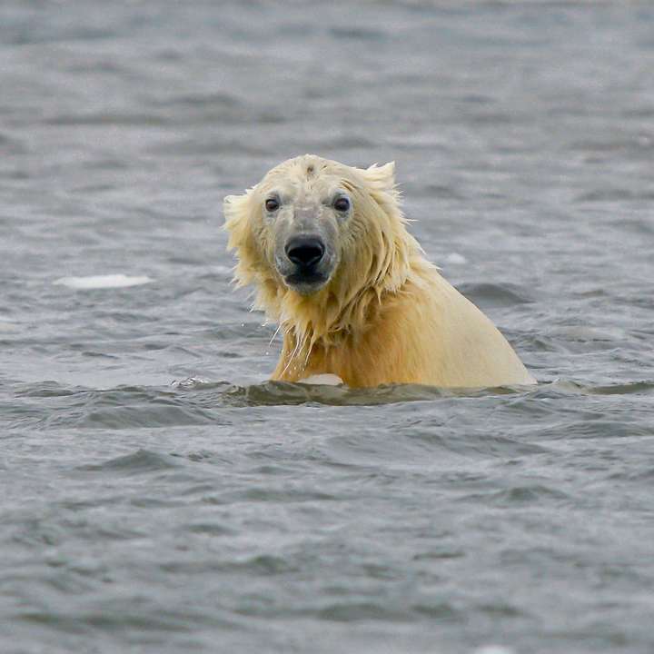 fehér jegesmedve napközben a vízen csúszó puzzle online