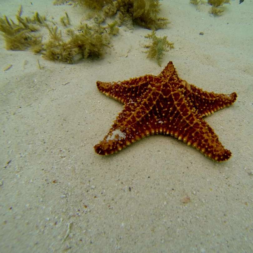 коричневая морская звезда на белом песке онлайн-пазл