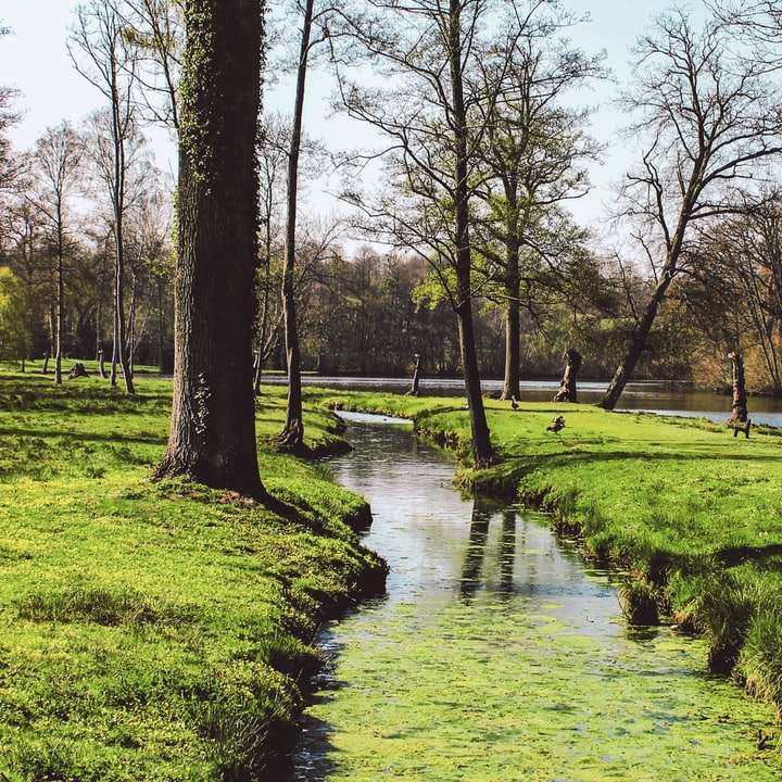campo di erba verde e alberi vicino al fiume durante il giorno puzzle online