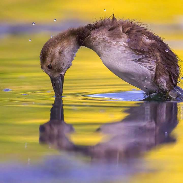 brun och vit fågel på vatten glidande pussel online