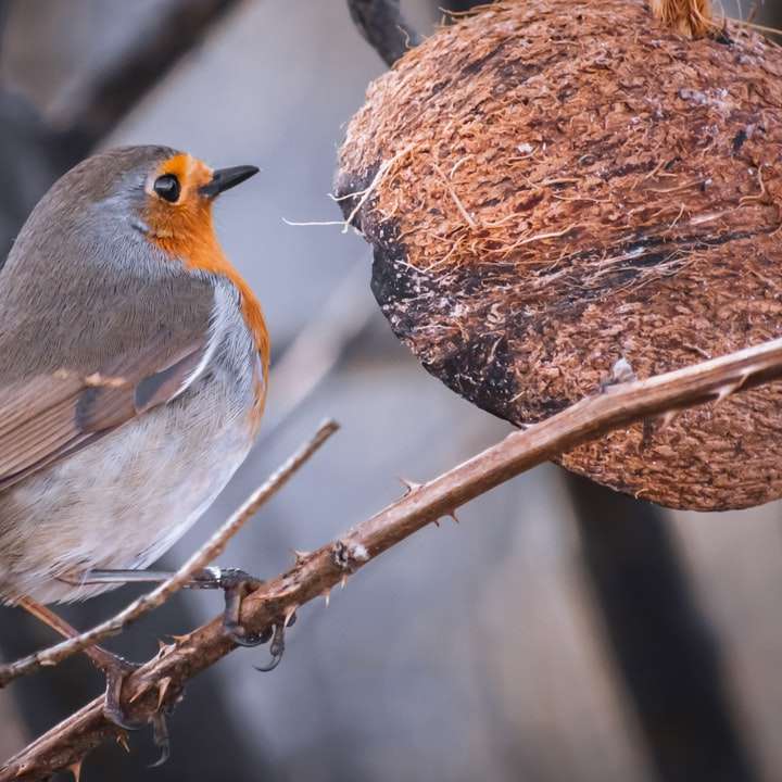 szary i pomarańczowy ptak na gałęzi drzewa brązowy puzzle przesuwne online