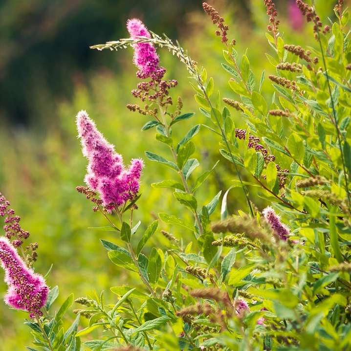 лилаво цвете в полето със зелена трева през деня плъзгащ се пъзел онлайн