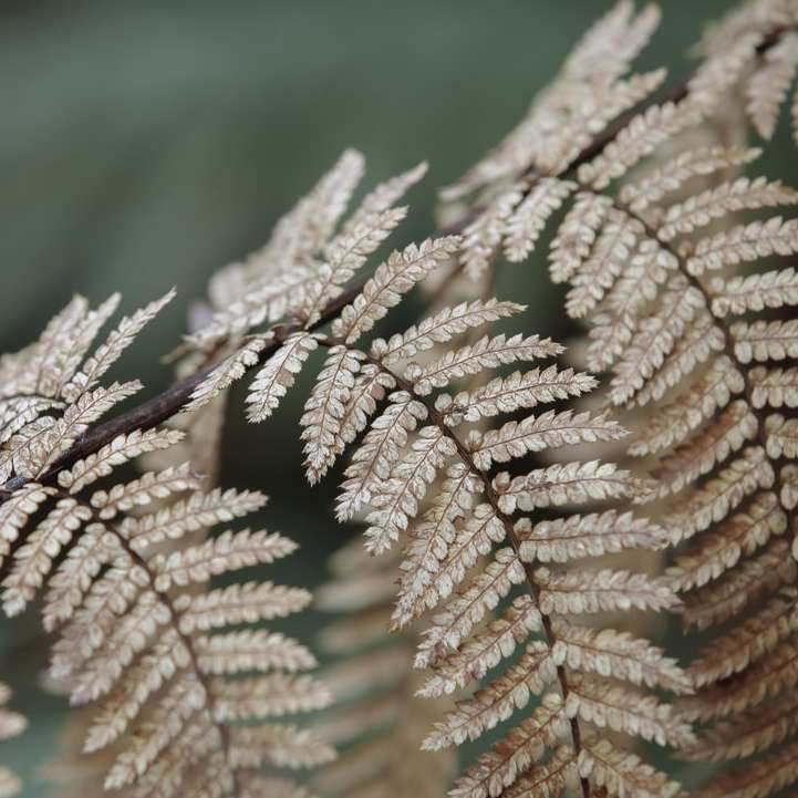 brunt blad i makrolins glidande pussel online