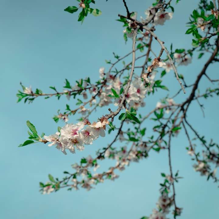 růžový květ na zeleném stromě online puzzle