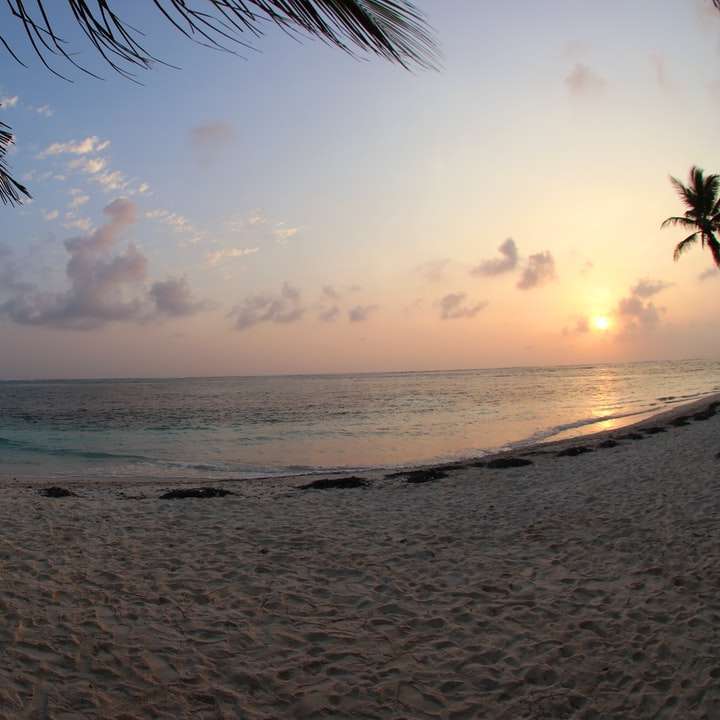 palmboom op de kust van het strand overdag online puzzel