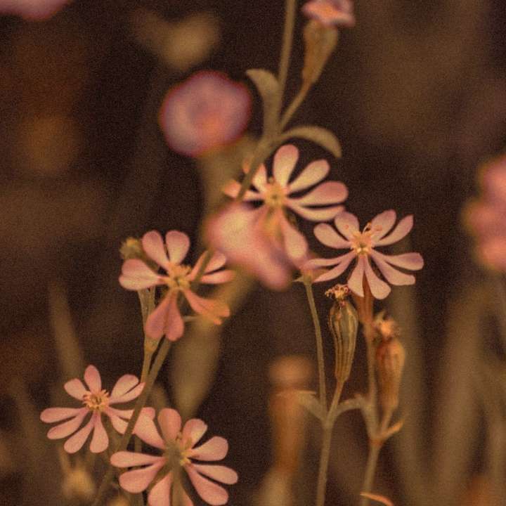 white and brown flowers in tilt shift lens online puzzle