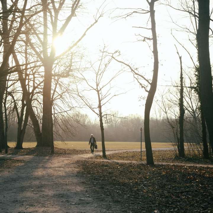 Persona caminando por el sendero entre árboles durante el día. rompecabezas en línea