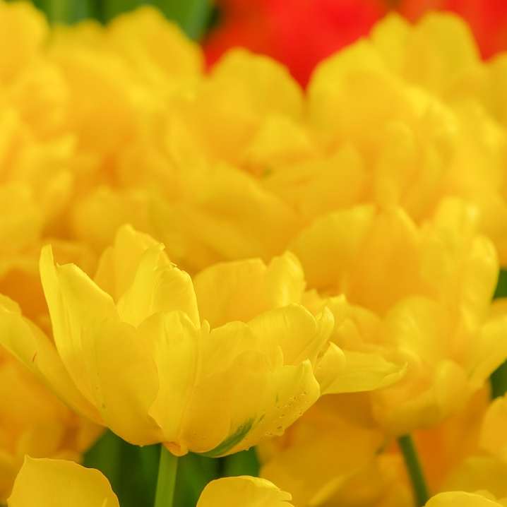 желтый цветок в макрообъективе онлайн-пазл