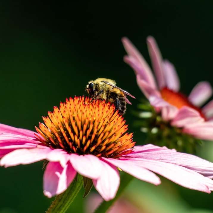 μαύρο και κίτρινο μέλισσα σε ροζ λουλούδι συρόμενο παζλ online