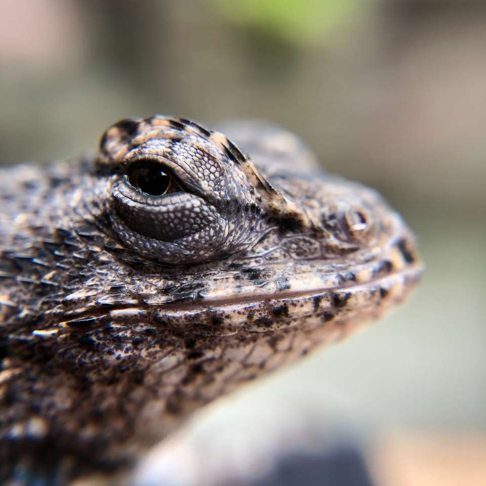 brown and black lizard in tilt shift lens sliding puzzle online
