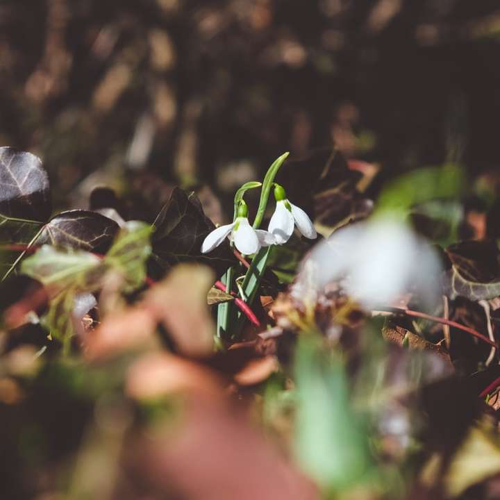 vit petaled blomma i närbildfotografering Pussel online
