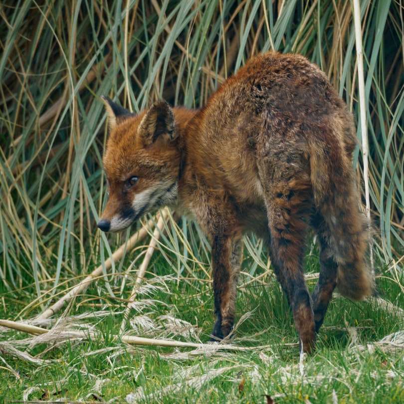 brązowy lis na zielonej trawie w ciągu dnia puzzle online