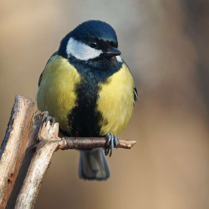 желто-синяя птица на коричневой деревянной палке онлайн-пазл