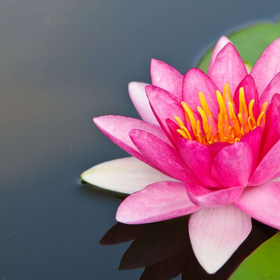 water lily flower sliding puzzle online