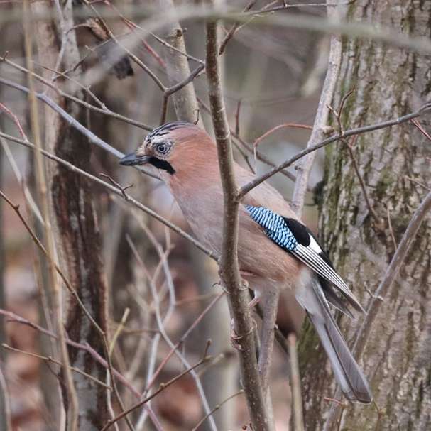 brun och blå fågel på brun trädgren under dagtid Pussel online